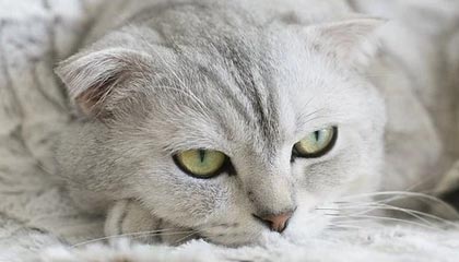 kaiyun.com-韩国短道速滑队强势出击冬奥，韩国短道速滑队百度百科