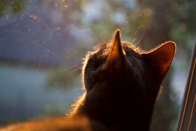 开云官方网页登录-未来联盟：电竞+虚拟比赛引领新玩法、新体验，未来联盟第一人