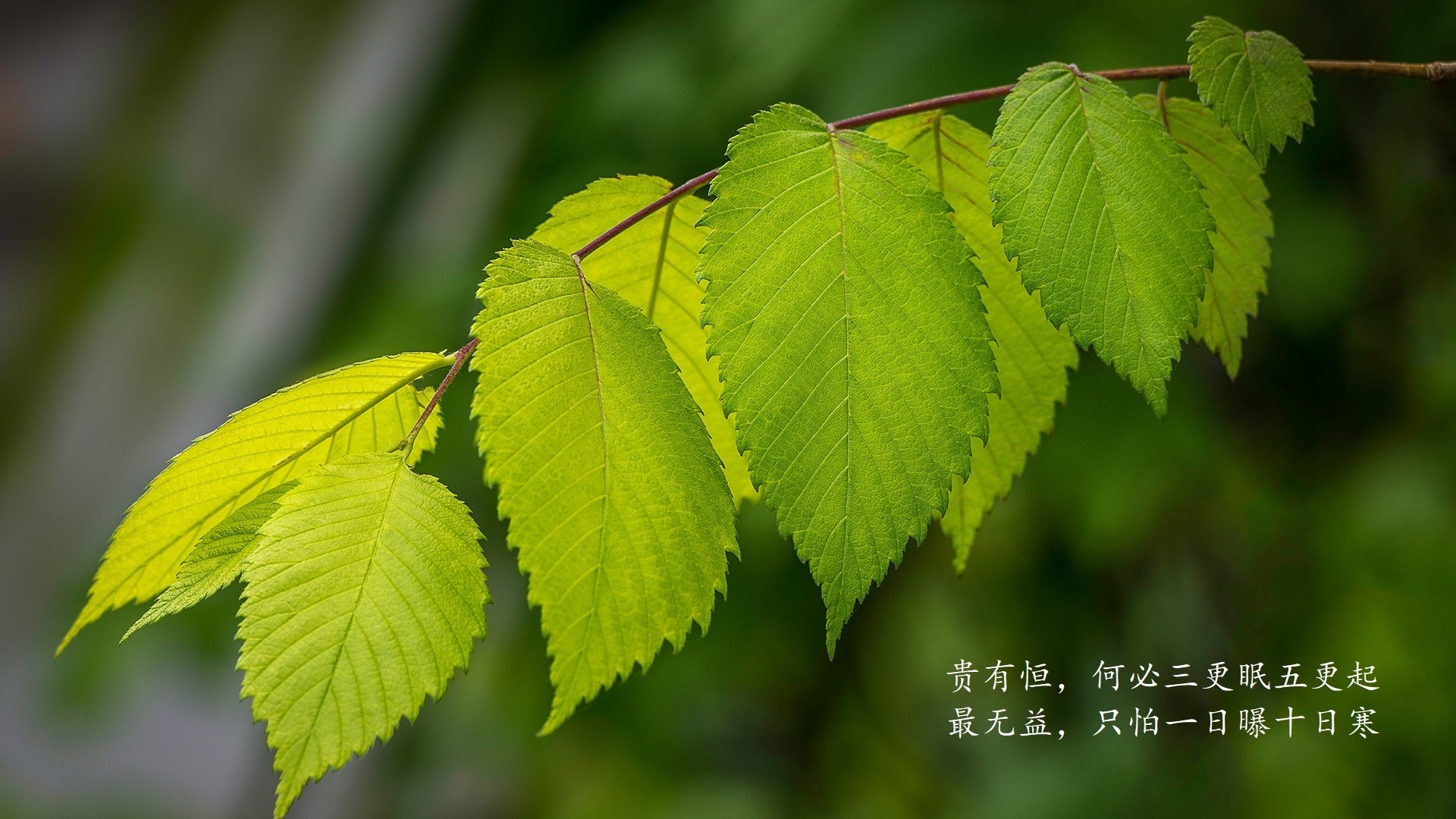 FaZe分析LOL全球赛事的流量潜力，lol全球赛区排名