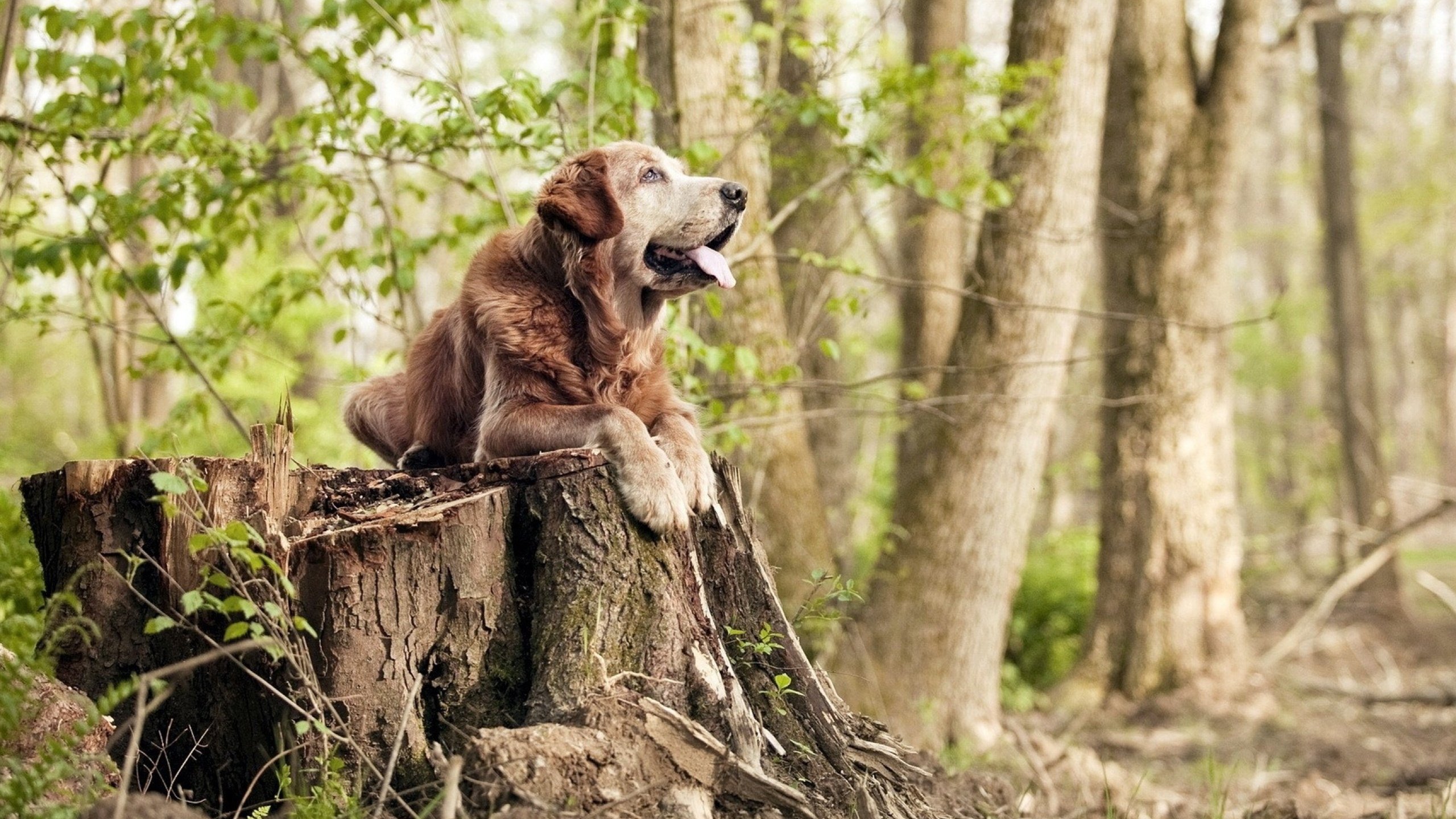 后腰球员是否应成为全能型转化中枢，后腰球员穿什么球鞋