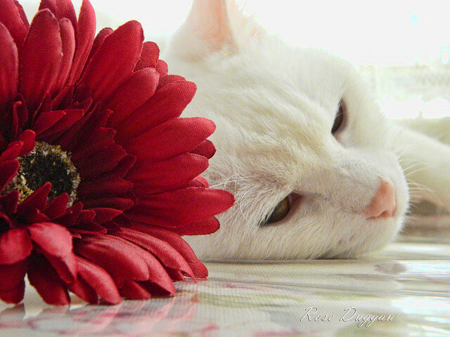 开云入口-德国队胜出欧洲国家联赛，实力遥遥领先，德国对战欧洲杯