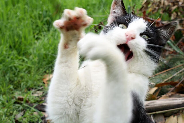 独步全欧_ 拜仁慕尼黑_力擒美因茨