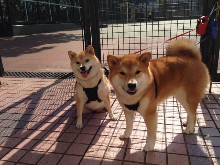 中国足球未来发展规划不明朗,中国足球发展方向