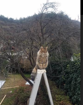 C罗助力青训营提升青少年战术素养,c罗青年队