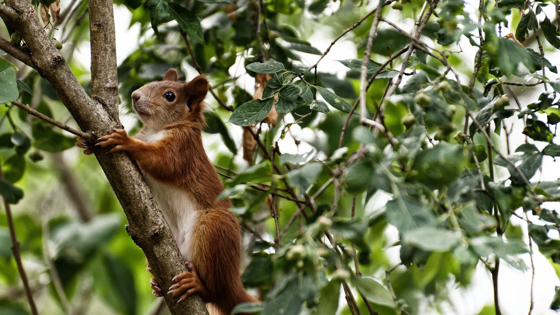 中国足球国家队开展跨项目交流提升训练理念，足球训练跨栏怎么用