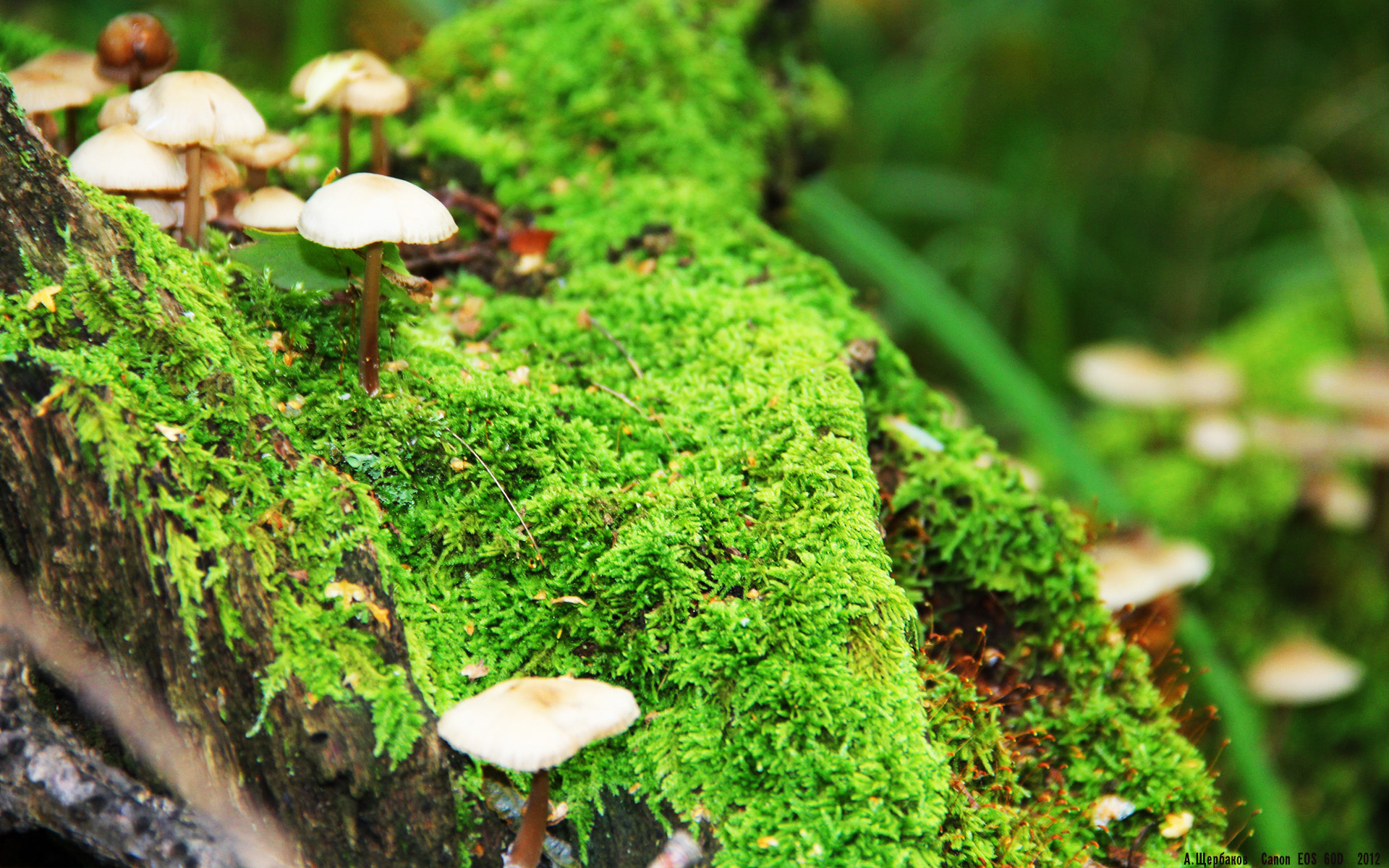 开云·Kaiyun网页版-水球反击迅速波兰掌控比赛，水球回放