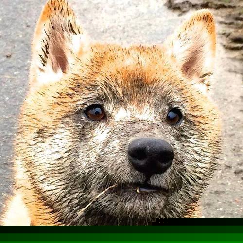 开云网页版登录入口-马其顿男篮在欧洲预赛中奋勇拼搏，努力突破历史，马其顿欧洲杯预选赛战绩